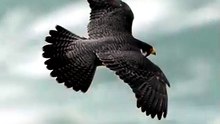 The Most Beautiful Birds in the World
