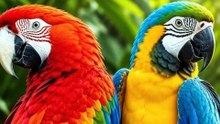 The Most Beautiful Birds in the World