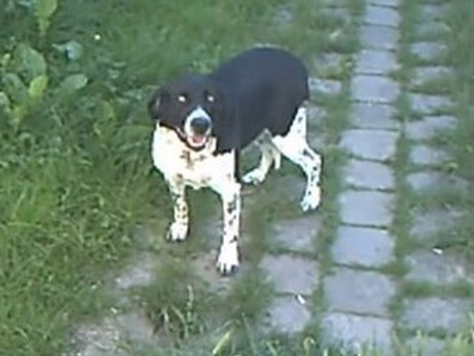 Fête de la musique 2008 - nos amis à 4 pattes