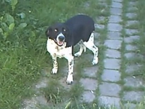 Fête de la musique 2008 - nos amis à 4 pattes