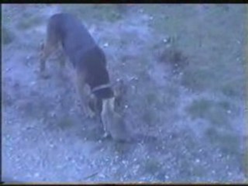 Comme chien et chat....