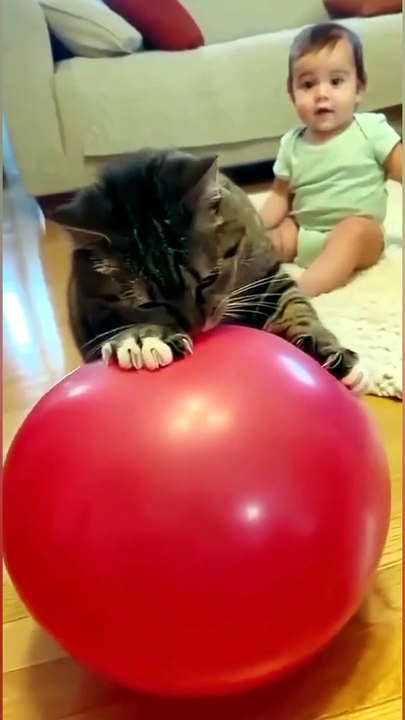 Funniest cat moment ever | Try not to laugh | Cat