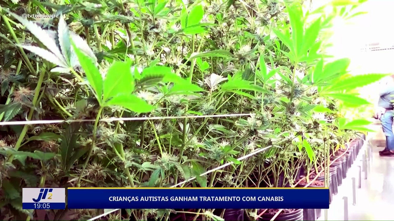 Crianças autistas ganham tratamento com canabis