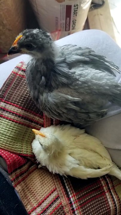 Couple of chickens slowly settling in on the lap. | #SparklegleamFarm #Chicken #homestead #farmanimals #cute