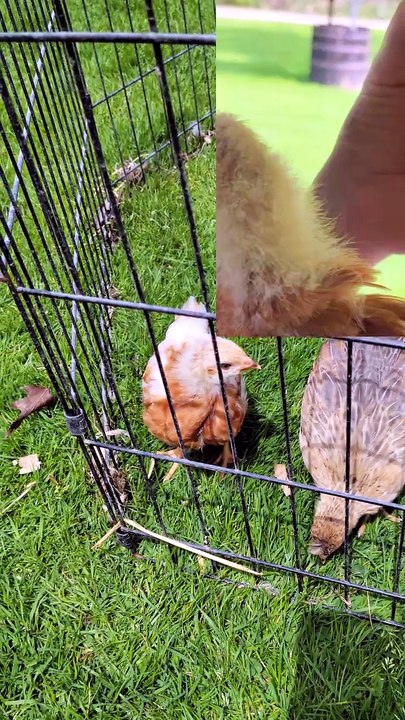 Francisco spies something worth tasting in the grass. | #SparklegleamFarm #Scootaltoo #Francisco #homestead #chickens #farmanimals #soft #cute