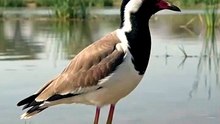 Red wattled lapwing of India real documentry video