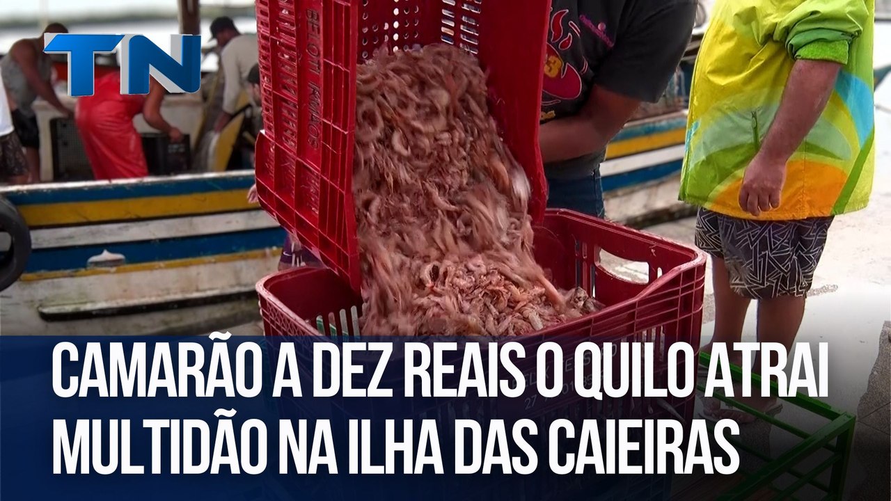 Camarão a R$ 10 o quilo atrai multidão na Ilha das Caieiras
