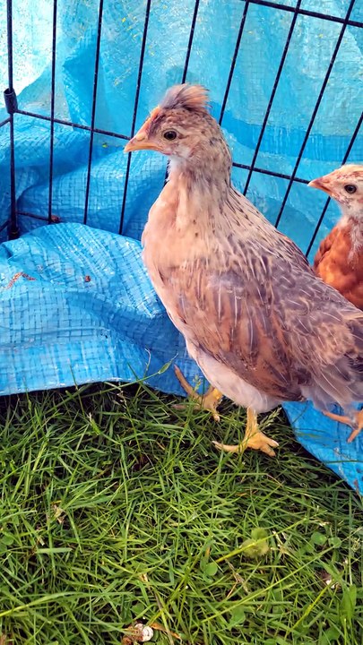 Scootaltoo and Francisco explore this strange blue boundary called a "tarp". | #SparklegleamFarm #Scootaltoo #Francisco #farm #chickens #farmanimals #soft #cute