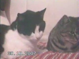 Félix et Pépette calins