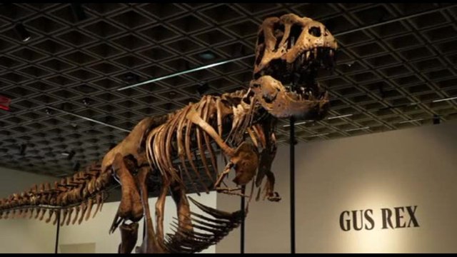 Raro scheletro di T-Rex venduto all'asta per 43 milioni di dollari