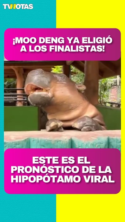 ¡Moo Deng ya eligió! Este es su pronóstico para las semifinales del Mundial 2026