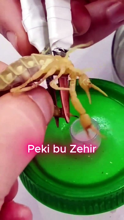 Bir Litre Akrep Zehri Milyonlarca Dolar Edebilir! Doğanın En Değerli Sıvısı