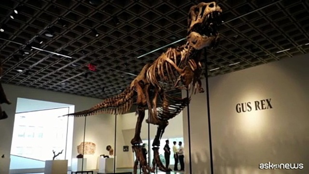 Raro scheletro di T-Rex venduto all'asta per 43 milioni di dollari