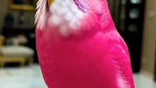 Pink Budgie DJ