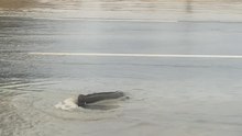 Heroic Rescue: Man Saves Stranded Catfish Amid Sudden Flooding