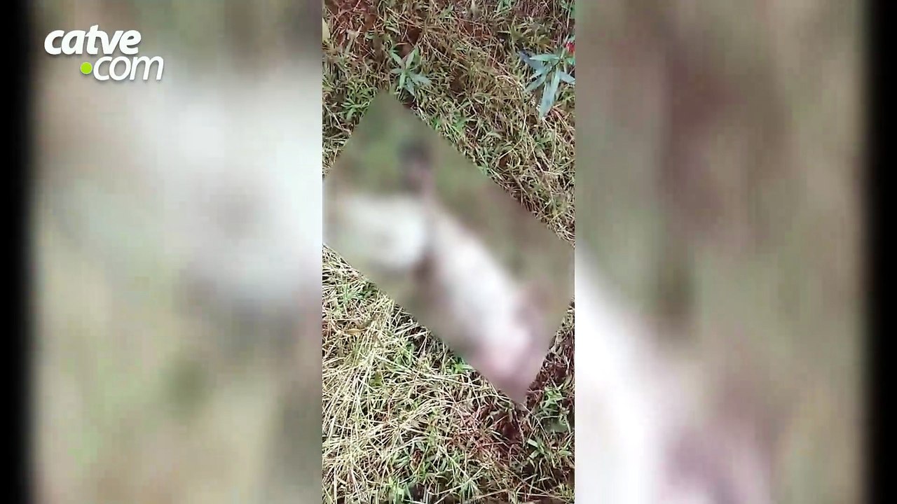Onça-parda ataca animais em propriedade rural de Toledo