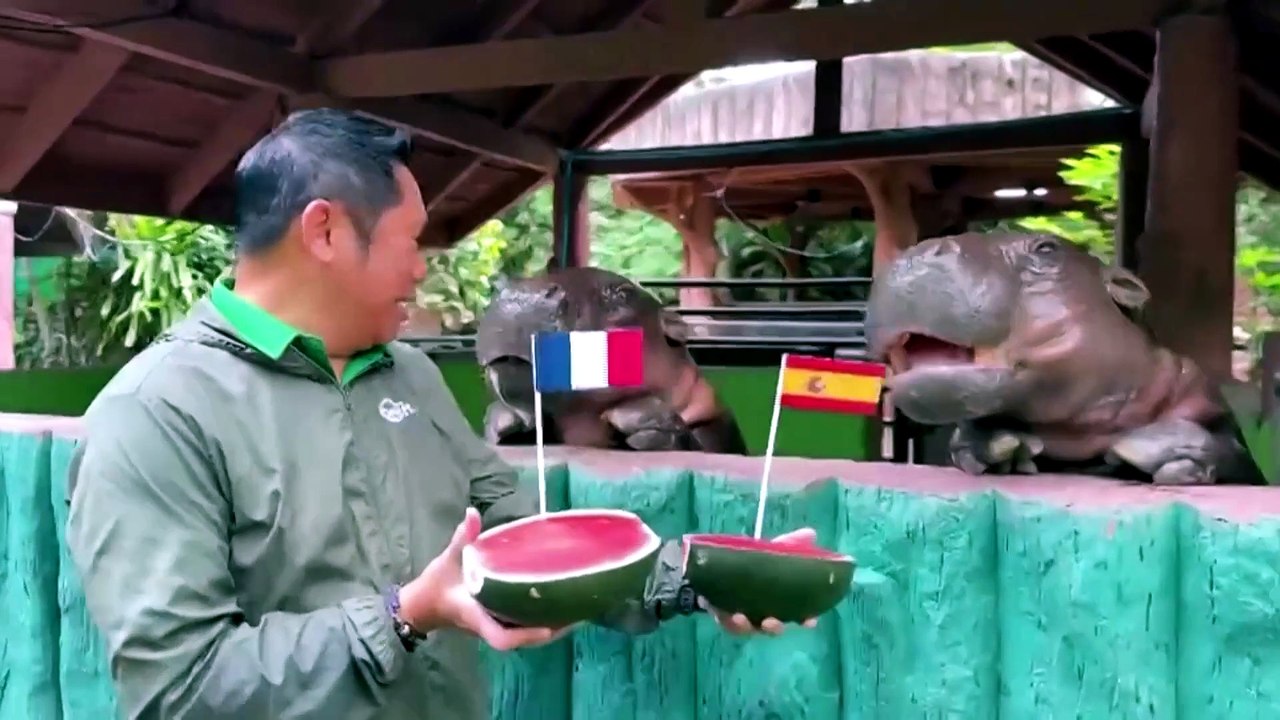 Pygmy hippo in Thailand predicts France vs Argentina World Cup final