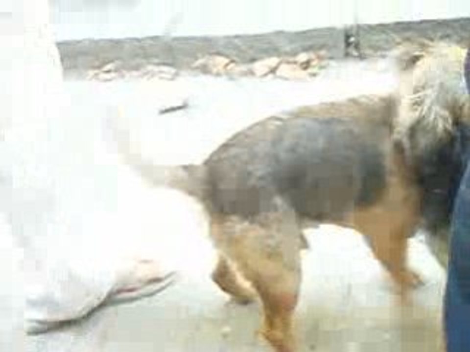 Border terrier VS border terrier ...