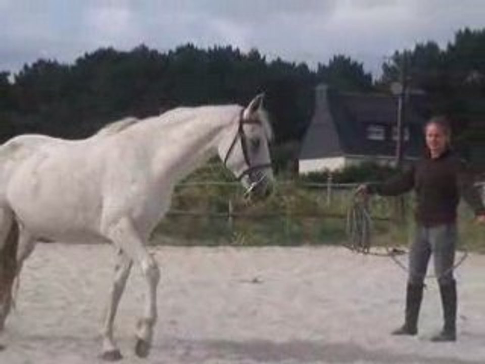 Tita equicelte