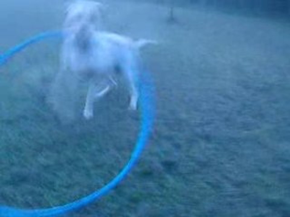 Vasco mon labrador