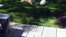 duckandadog