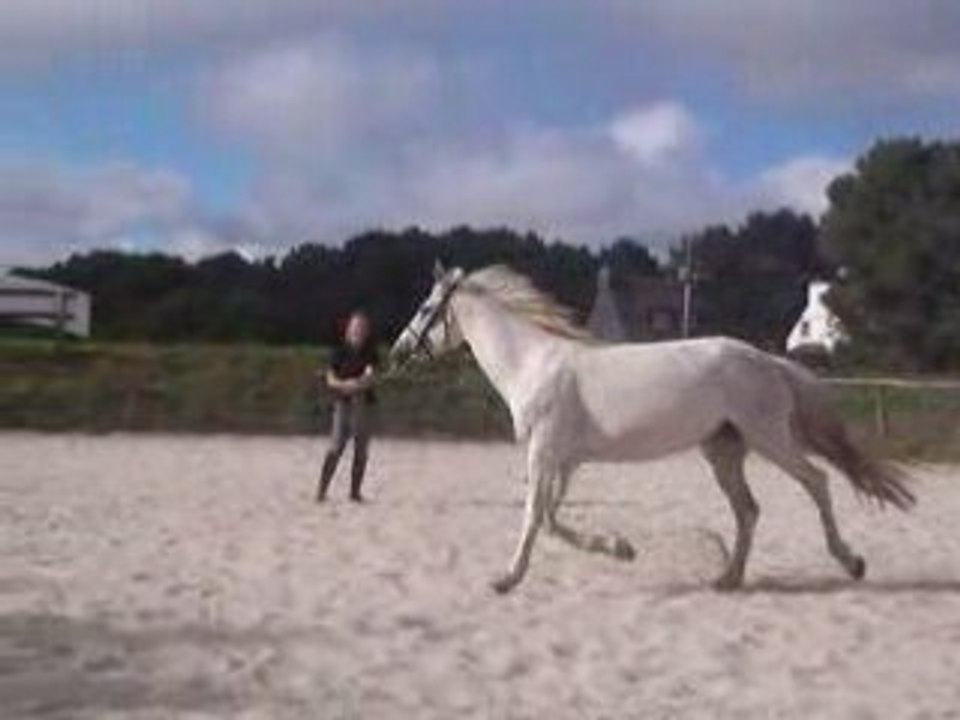 Tita equicelte