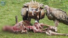 Le vautour de l’Himalaya : le rapace au masque de guerre !
