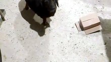 Cachorro Mecânico