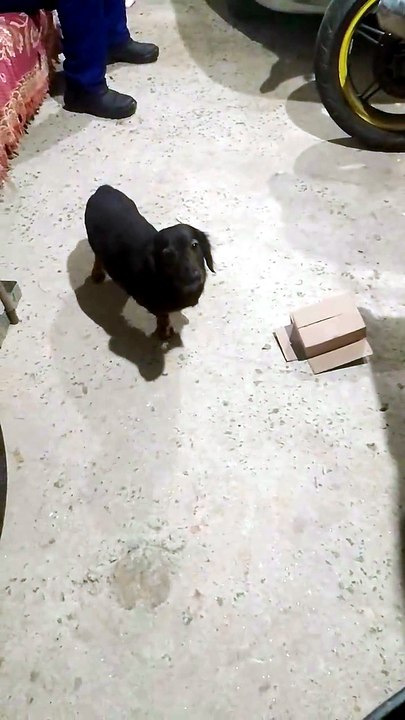 Cachorro Mecânico