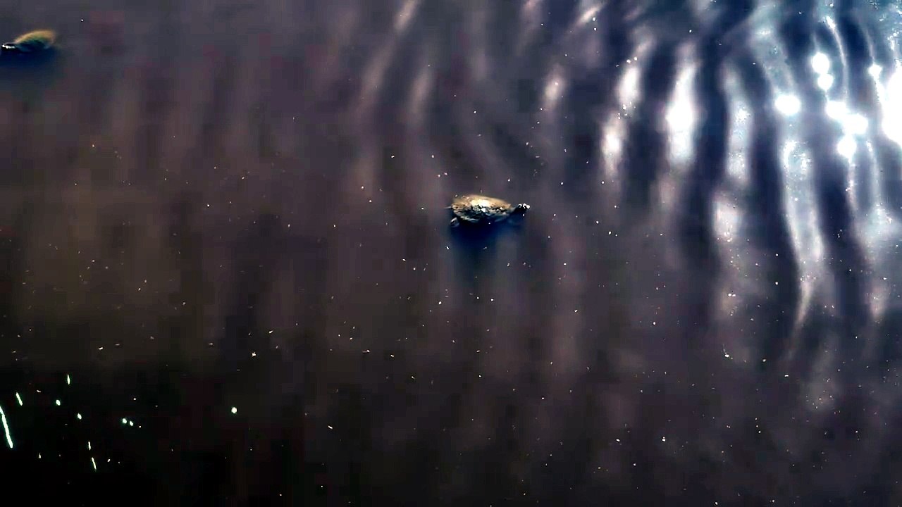 Eastern long-necked turtles swimming