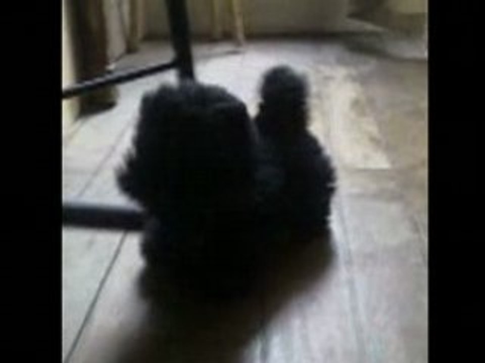 PUNKY CHIEN FIDELE
