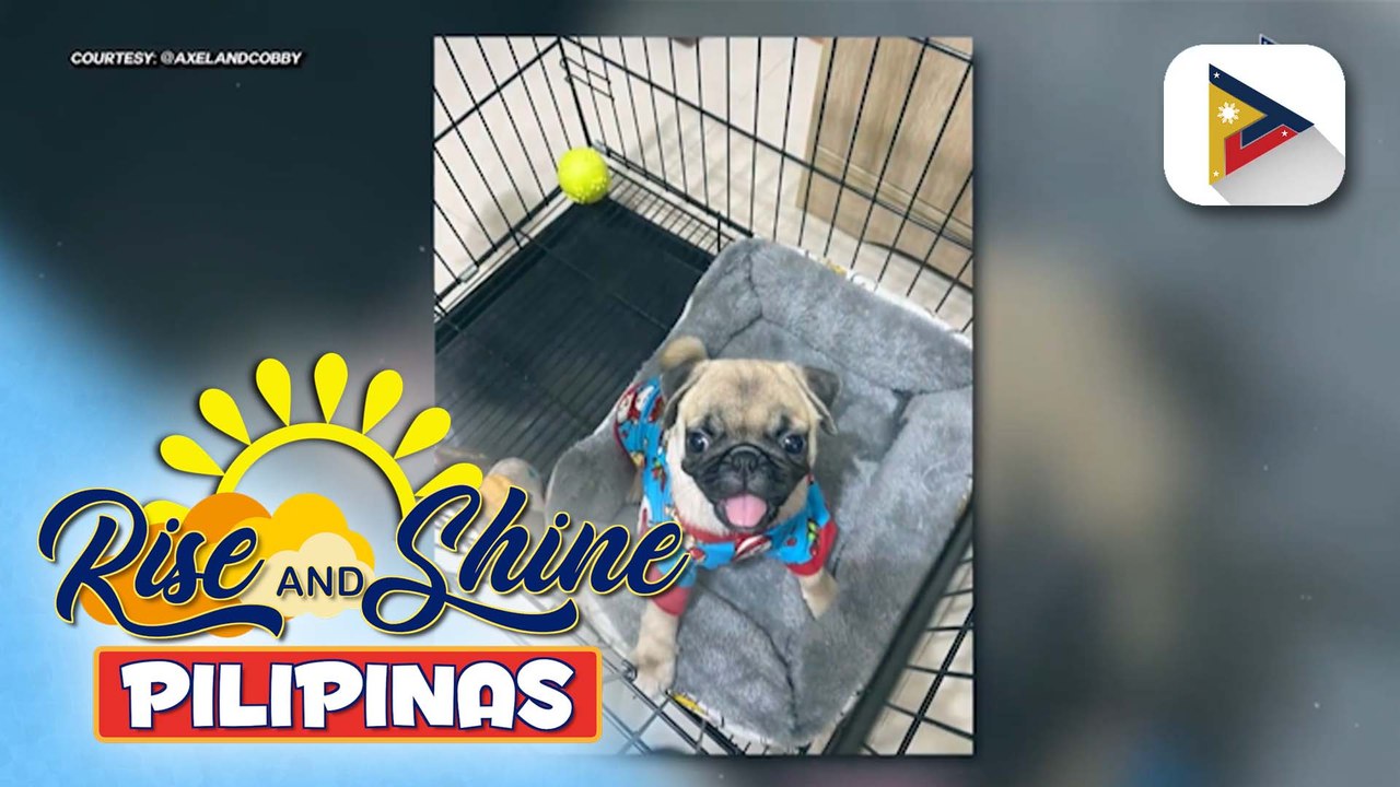 Wednesday Pet's Day | Meet the cute pugs: Axel...