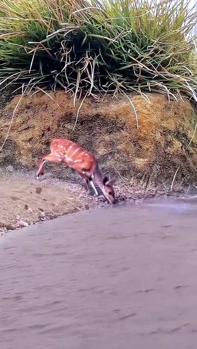 The Cost of Distraction - Fatal Mistakes in the Wild