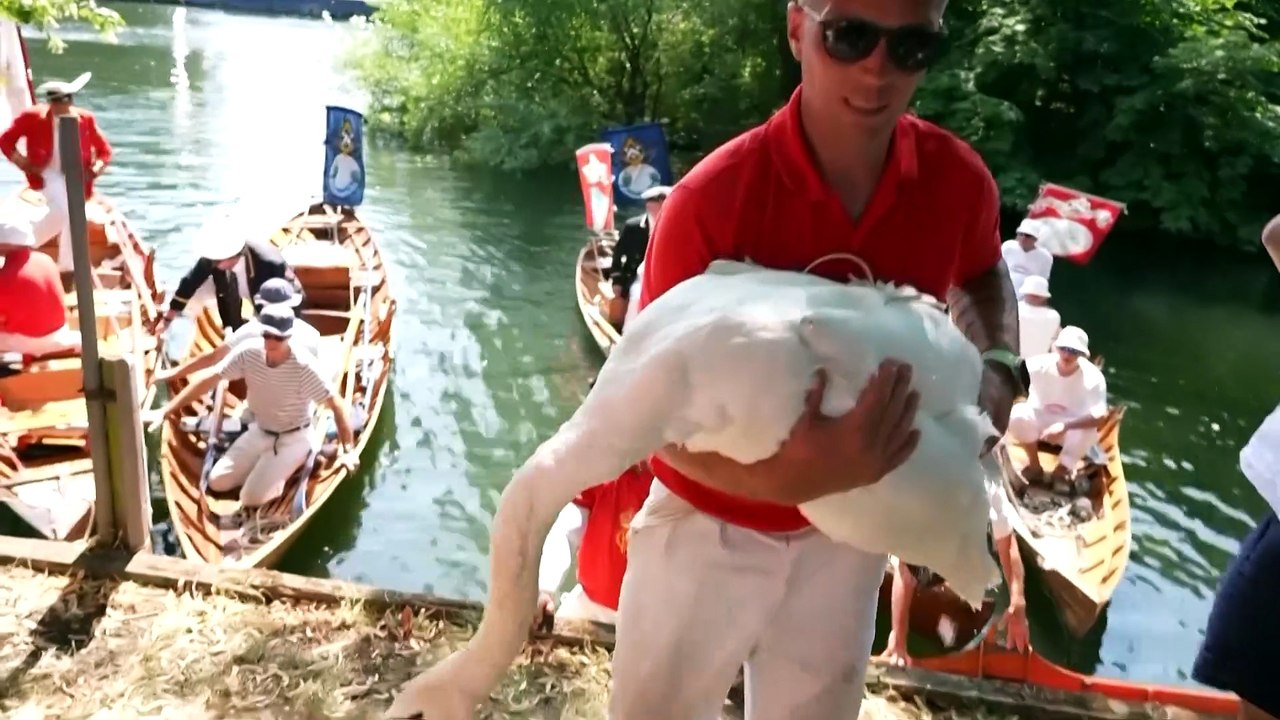 Annual counting of royal swans begins on the River Thames