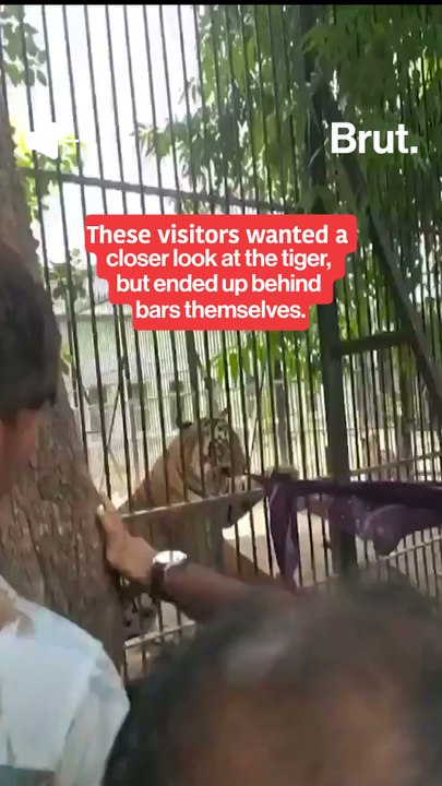 Zoo visitors harass tigers