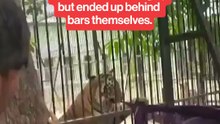 Zoo visitors harass tigers