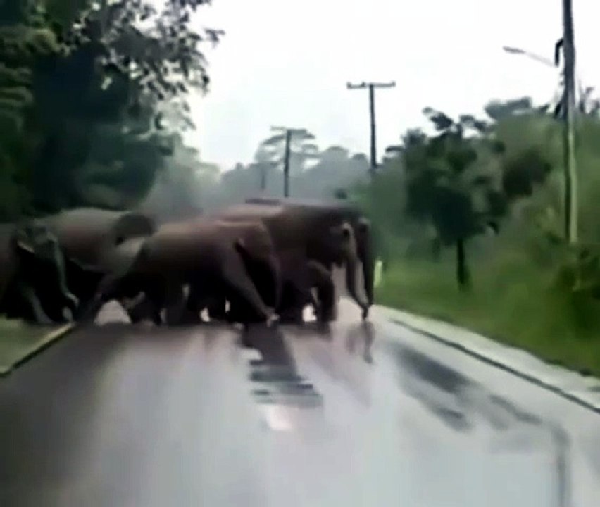 This elephant says thank you after their herd crosses the road 🐘