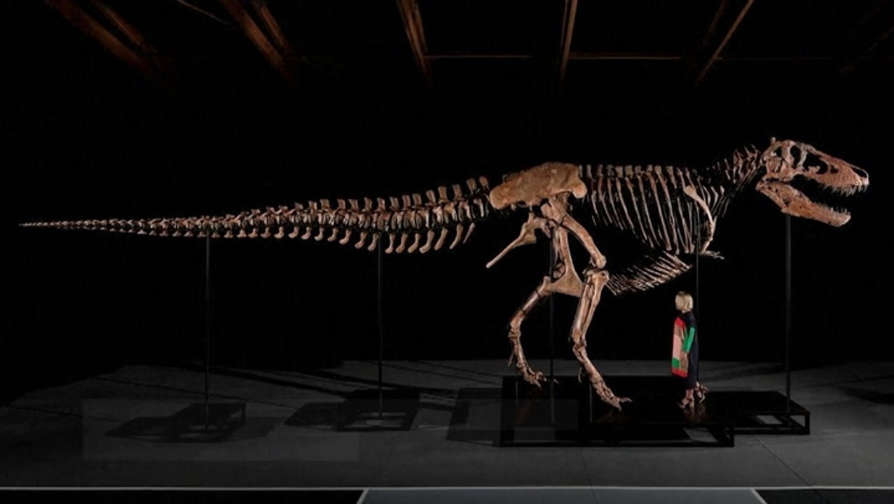 This 67 million-year-old Tyrannosaurus rex just became the world’s most expensive dinosaur