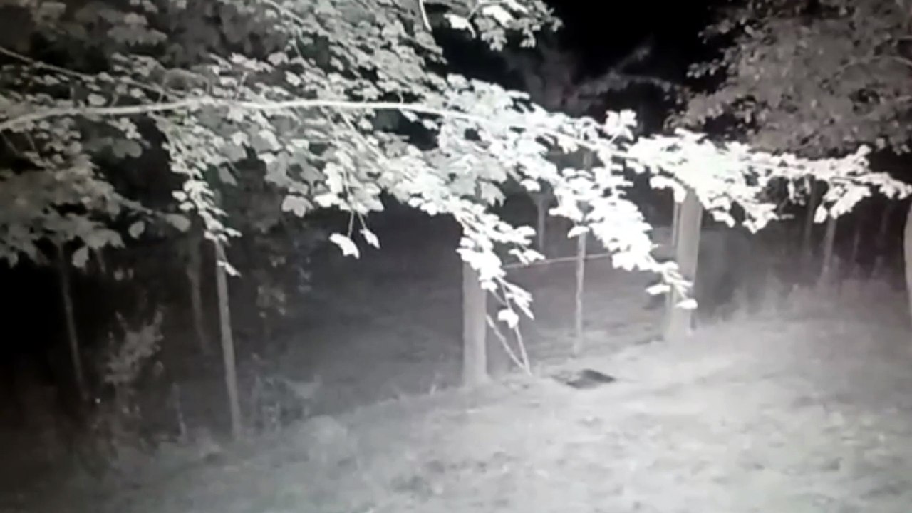 Un orso si aggira tra le case della Carnia: "Ma...