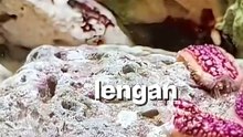 Cara tapak suliman lepaskan tangan nya