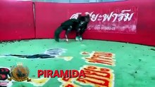 PIRAMIDA PERFORM @THAILAND