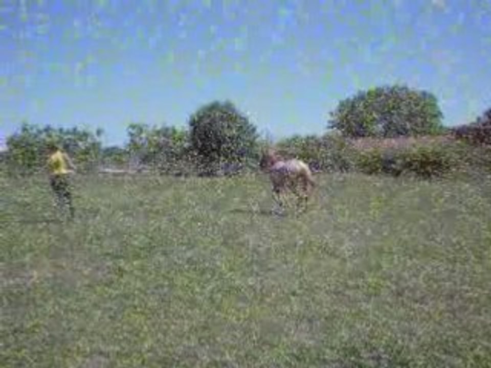 Saut longe