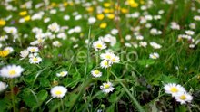 Amazing Yellow Flowers on Summer Meadow
