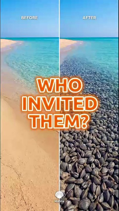 🦪 The Manila Clam Secret No One Saw Coming 🔍