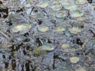 Film grenouille 57 sec