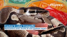 Mon drôle d'animal : rencontre avec Gaston le python