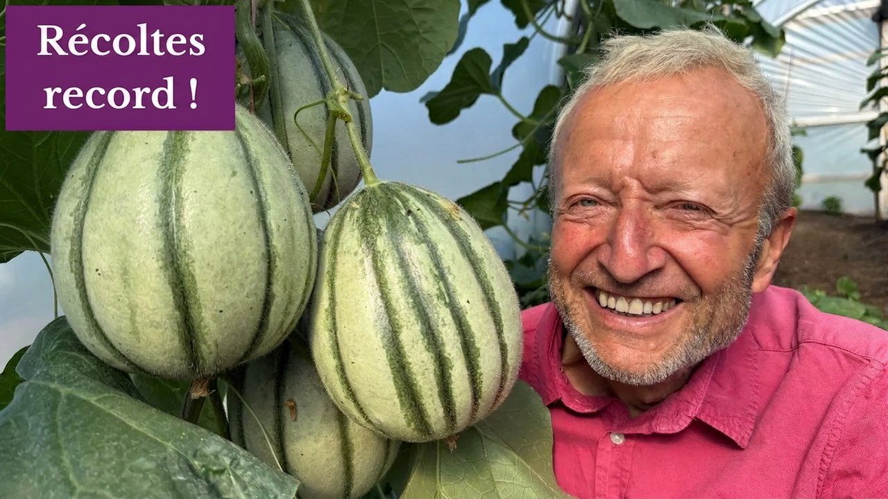 Visite du potager sans labour en juillet : Récoltes abondantes, nouveaux semis et astuces d'arrosage