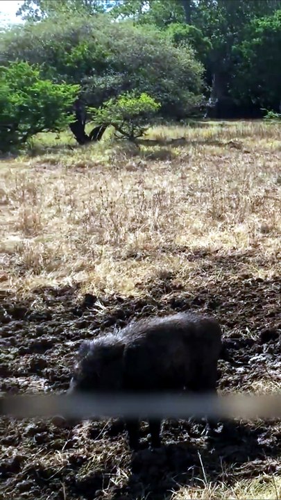 Breathtaking Wildlife Footage Of A Wild Leopard Silently Stalking And Ambushing A Large Wild Boar
