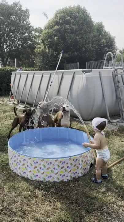 Toddler Plays With Three Pitbulls Trying to Catch Water From Hose
