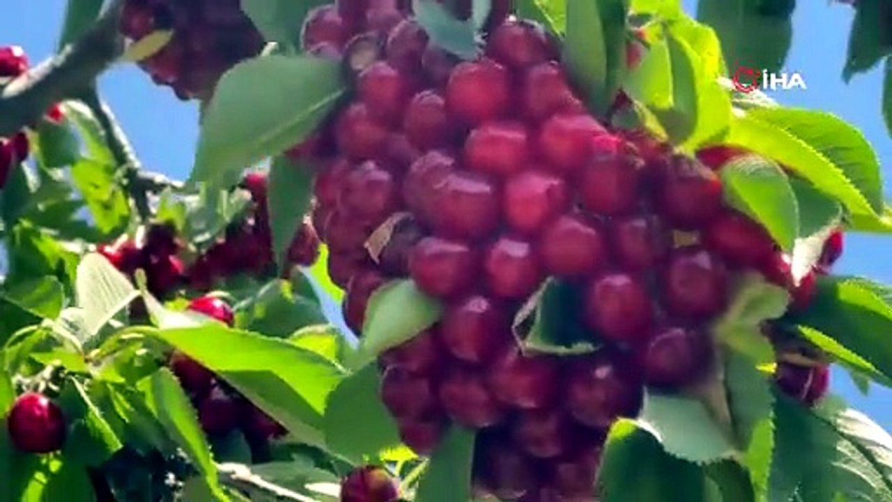 Türkiye'nin kırmızı altınında kırmızı alarm! Üretici de tüketici de dertli!